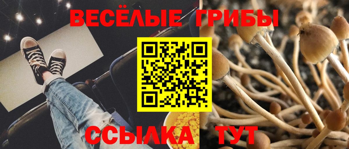 Псилоцибиновые грибы Psilocybe Саки